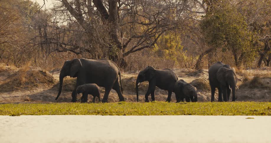 A herd of elephants moves through the jungle with a baby elephant walking beside its mother around midday