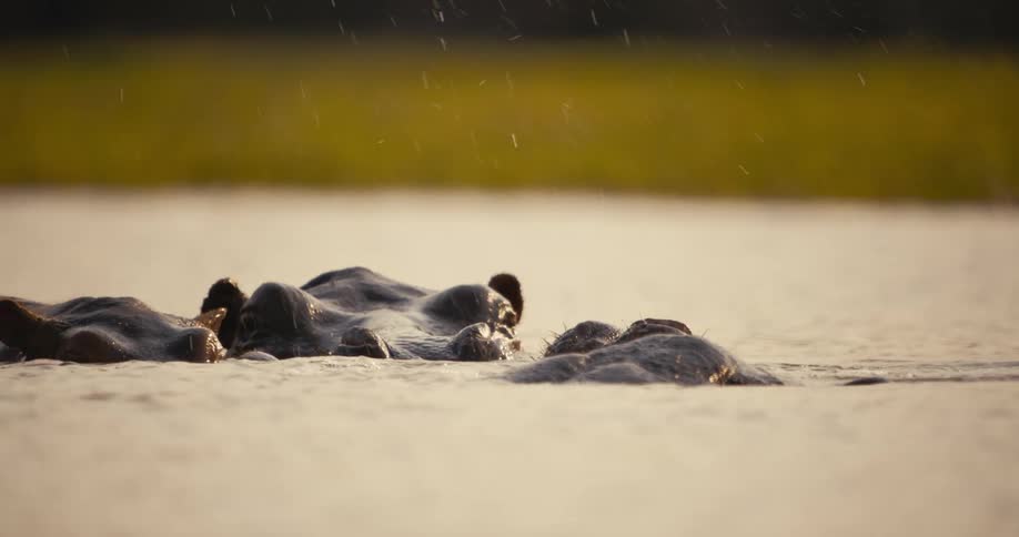 Some hippos in the water