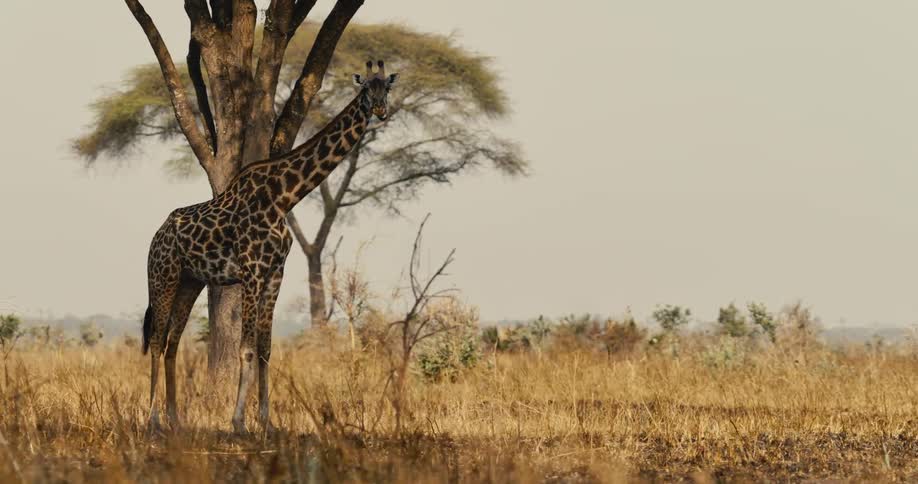 Giraffe standing in the savanna during daytime
