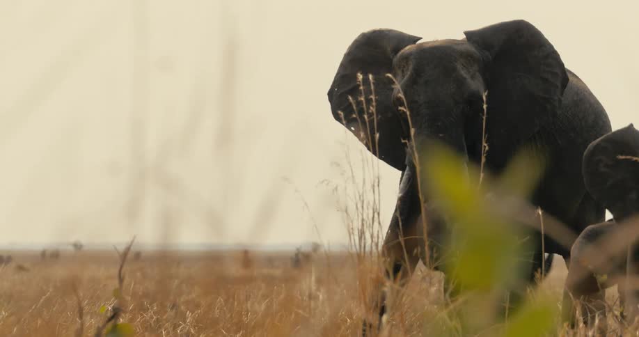 A group of elephants walks through dry grasslands