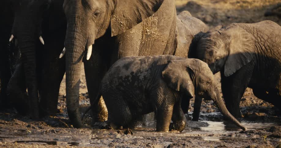 A group of elephants walks along a dirt path in the savanna