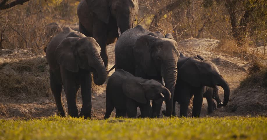 A herd of elephants including calves gathers near a grassy patch in a natural setting