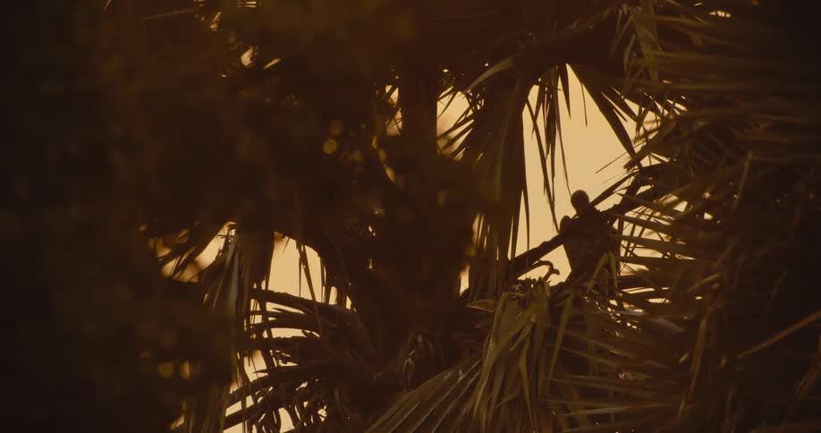 A vulture is sitting on a tree branch