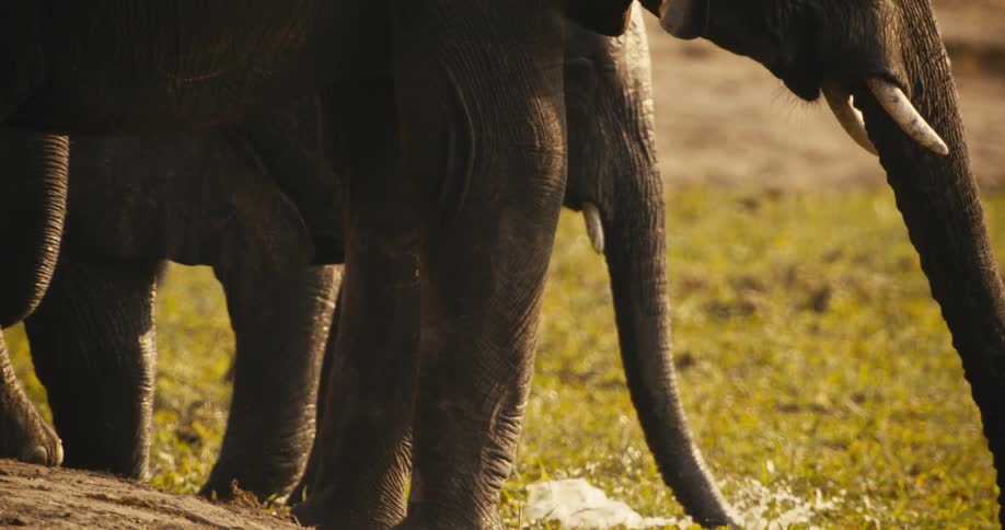 The elephants are splashing the water around