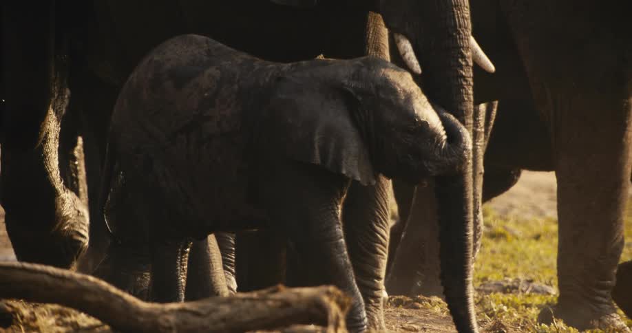 A baby elephant walks around its mother and other elephants in the jungle around midday