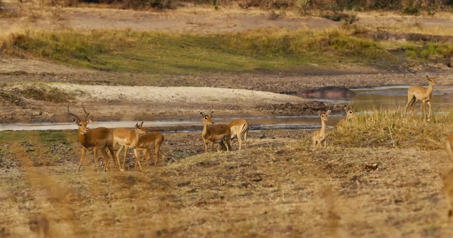 A group of antelopes and monkeys gather near a dry riverbed in the savanna