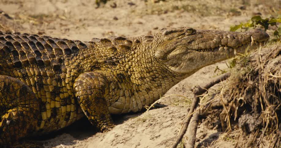 A crocodile is moving on dry land appearing to search for prey