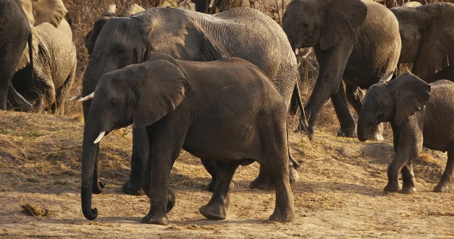 A herd of elephants including adults and a calf walks slowly uphill through a dry and dusty landscape