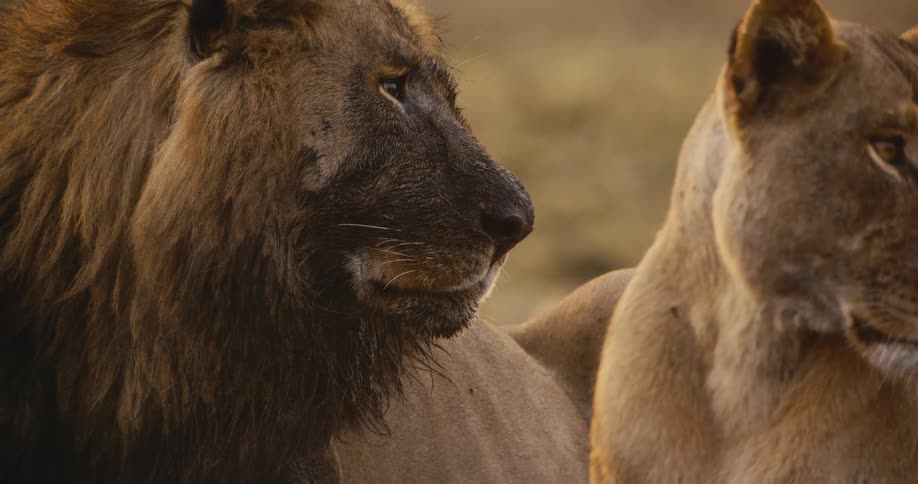 Mud covers one of the lions face