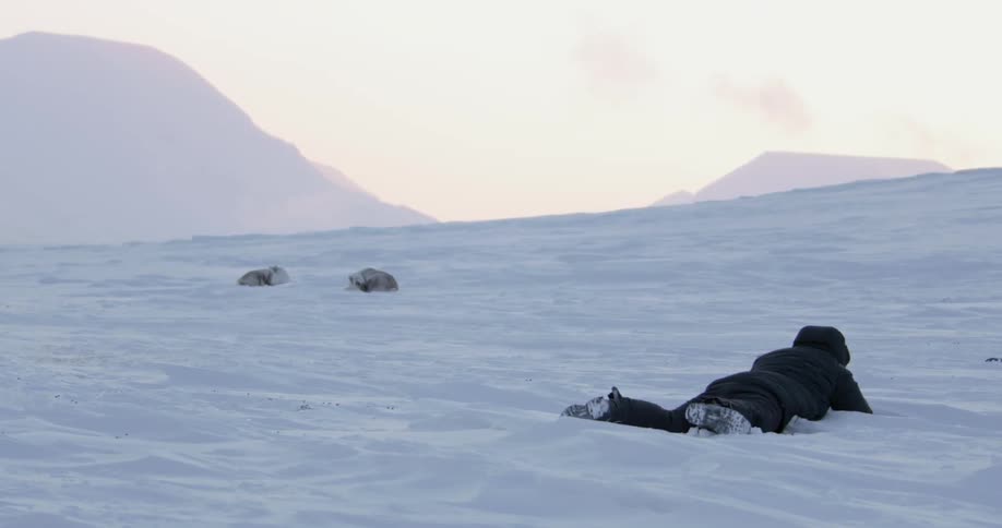 Person laying in the snow with two animals in the distance
