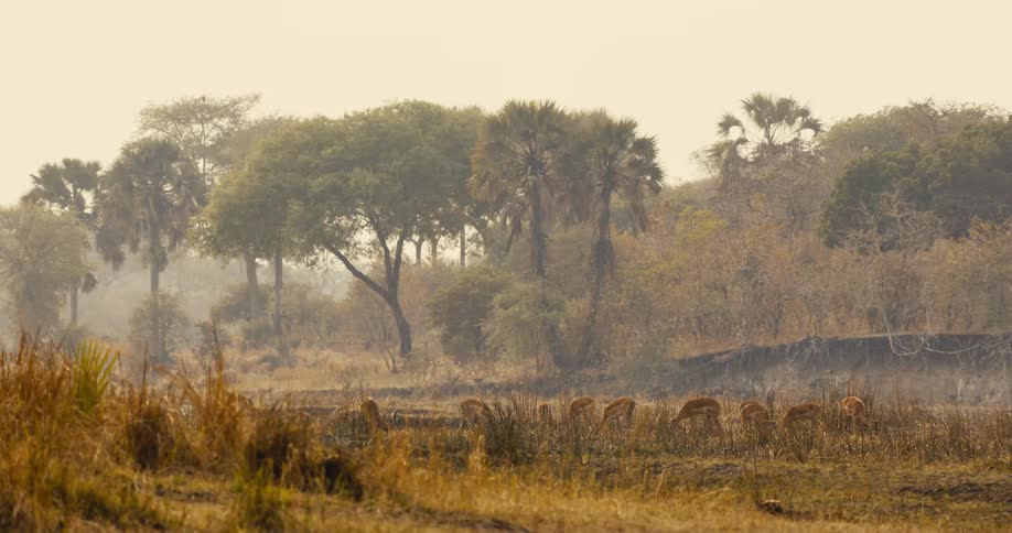 A group of antelope grazes in a dry open grassland near a line of trees