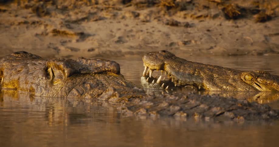 Several scaly crocodiles lie partially submerged in murky brown water