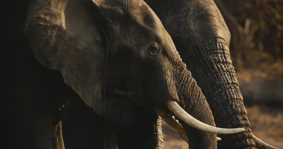 A close up shot of two african elephants standing side by side in golden light