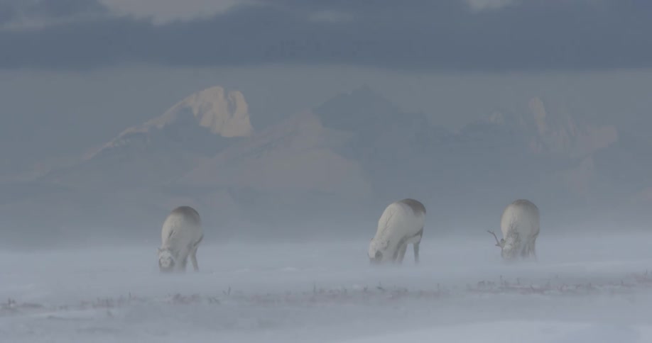 Animals are grazing in the snow of this field