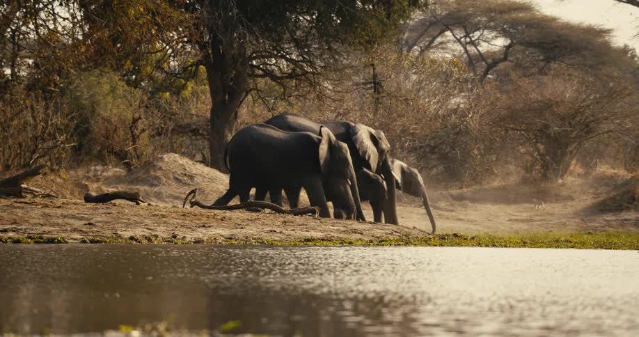A family of four elephants is seen walking and raising their trunks near a river in a dry savanna