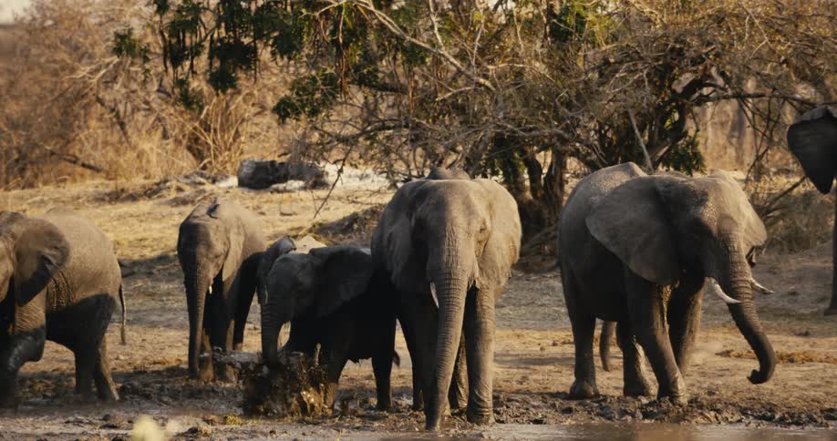 Herd of elephants wallowing at the river bank during daytime