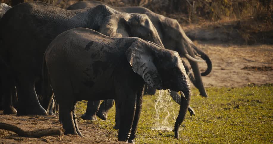 Elephants spray water while standing together on a grassy riverside