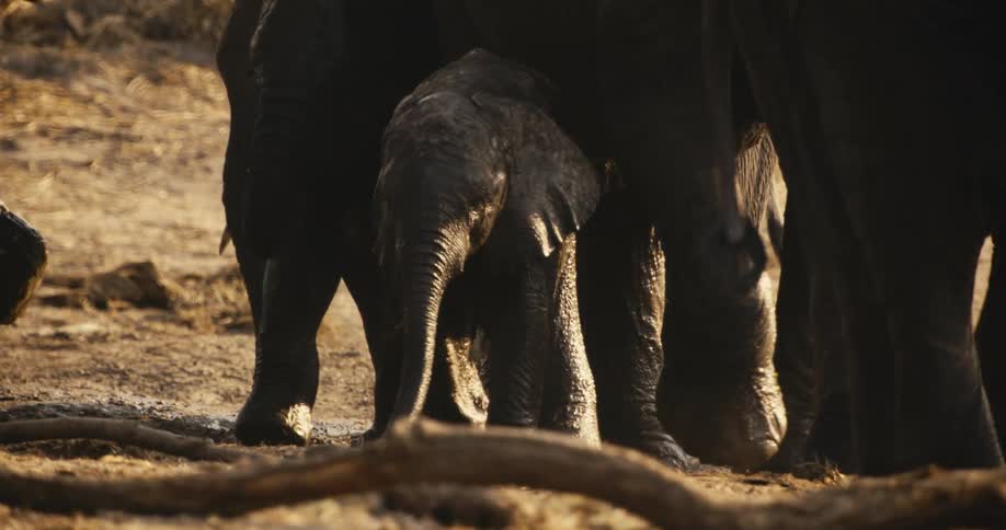 A family of elephants walk through the mud
