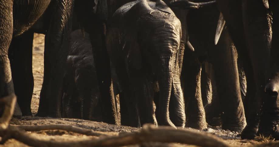 A baby elephant stands surrounded by adult elephants in a shaded sunlit setting