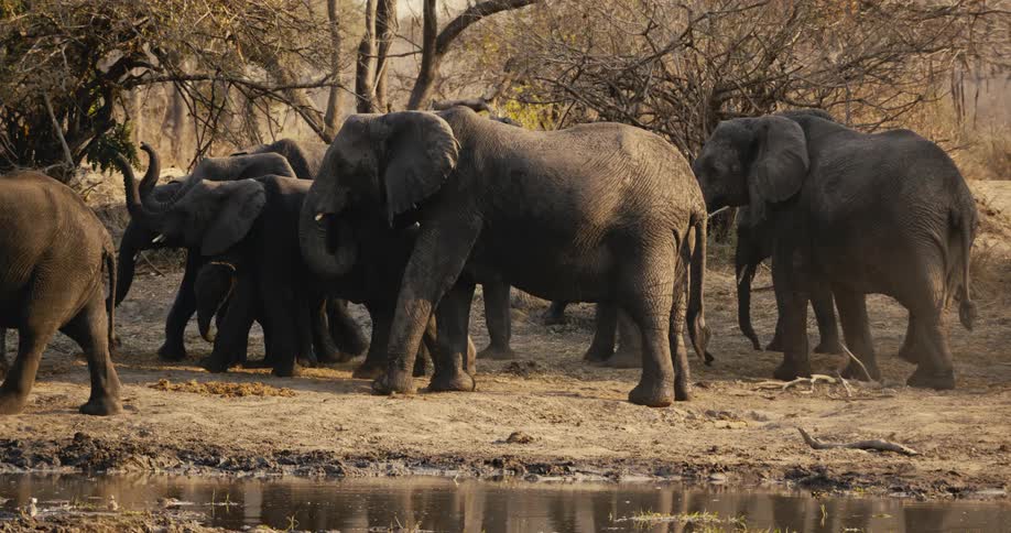 A group of elephants walks through the jungle beside a pond around midday