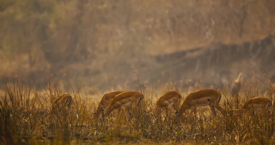 A small herd of impala quietly in a golden hued meadow at sunrise