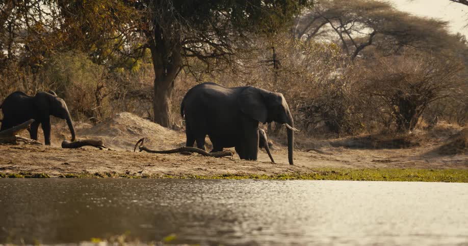 Three elephants are standing along a riverbank in a dry wooded savanna landscape