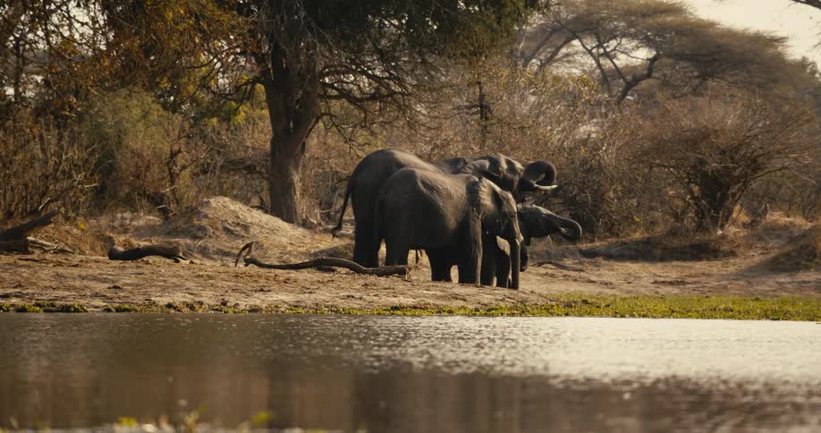 A herd of elephants by the water
