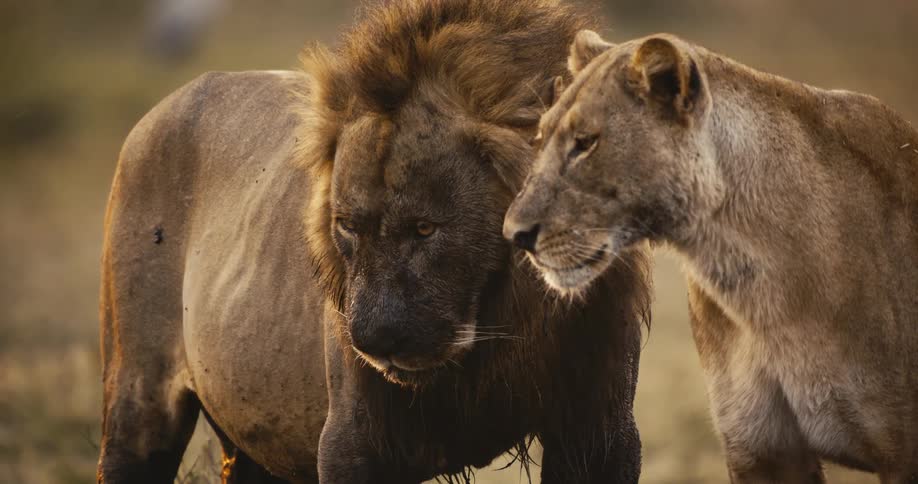 A lion and a lioness stand side by side in the jungle around midday