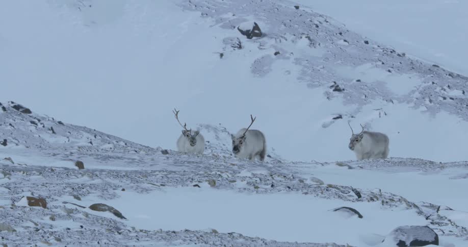 Deer walk across low hills in a frozen landscape