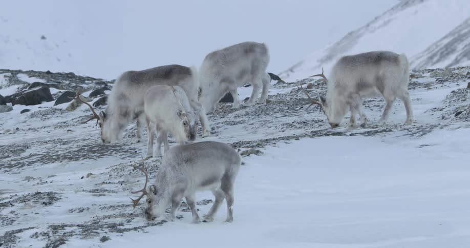 A group of caribou grazes in the snow