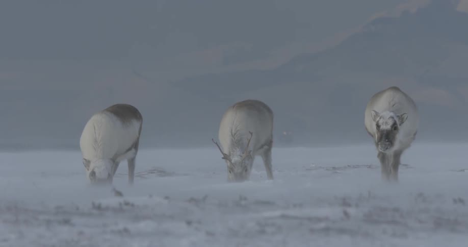 Three reindeer are grazing on a snow covered field
