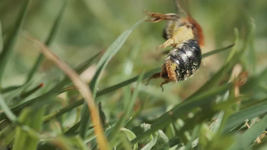 Early mining bee covered in pollen on the ground tries to fly but hits a blade of grass and goes sideways