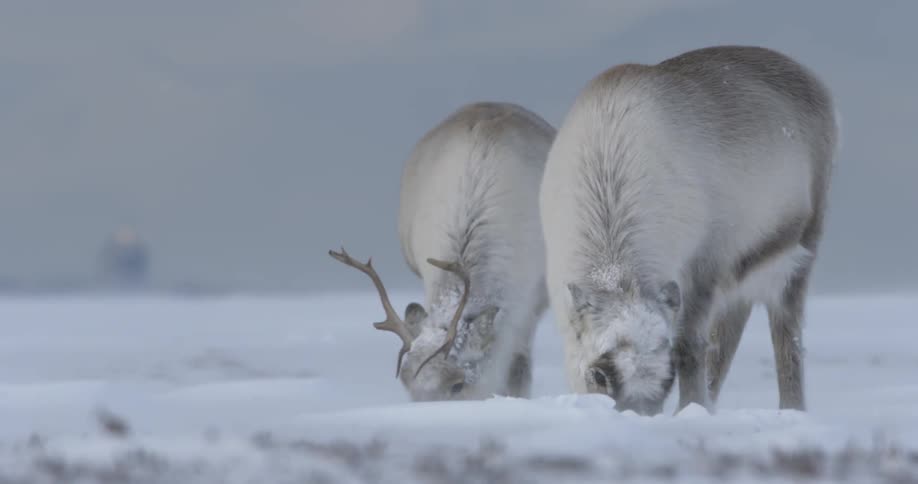 Two reindeer eat in the snow
