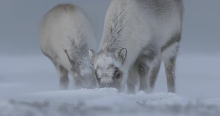 Two reindeer are grazing in the snow on a windy day