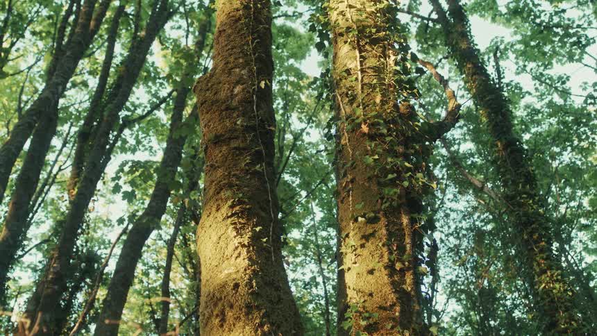 Sunlight shines upon vines growing on tree trunks in the forest