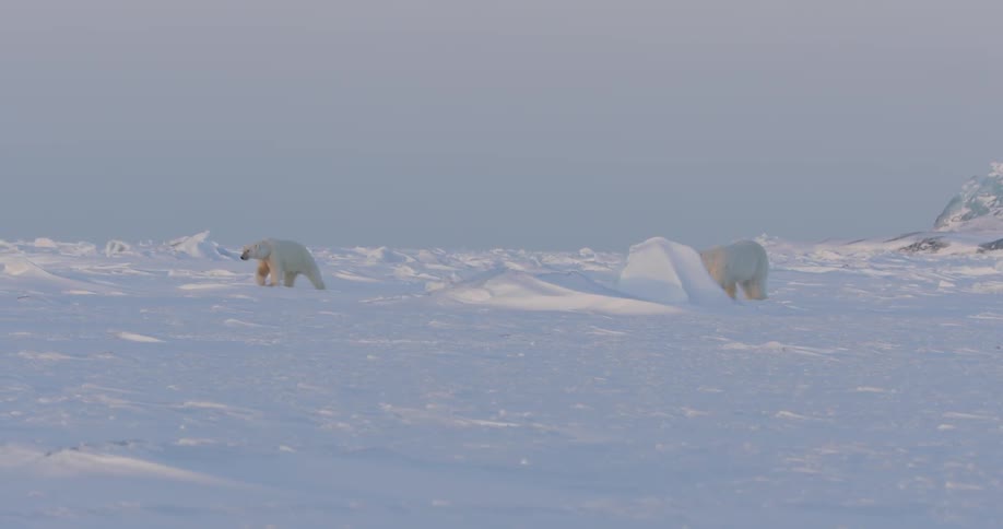 Two polar bears are traveling along a snow covered field