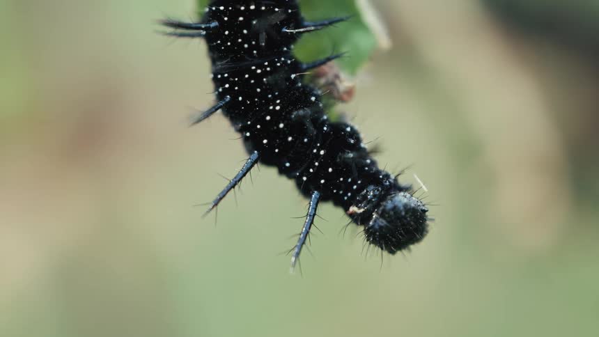 A peacock butterfly caterpillar dangles from a partially eaten leaf