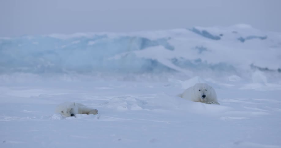 Two polar bears lay in the snow