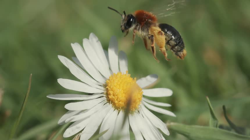 A bee collects pollen from a daisy flower in a sunlit grassy field