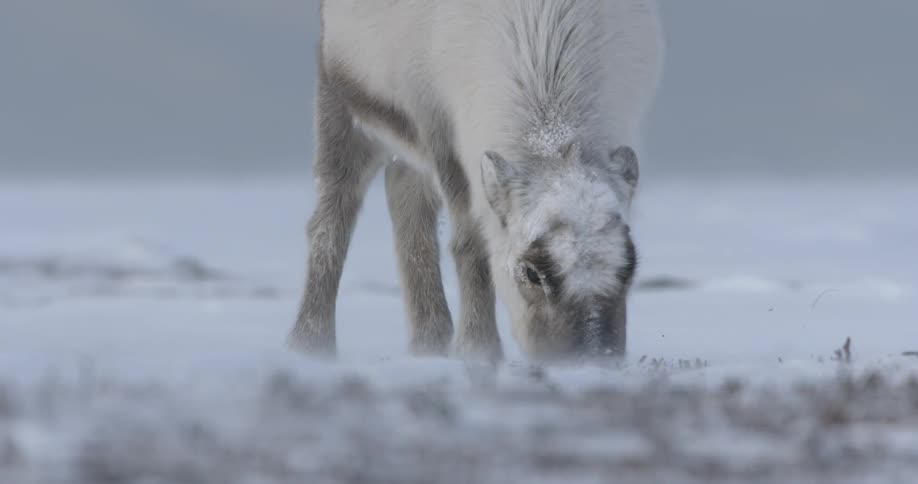 A deer grazes in the tundra on a windy day