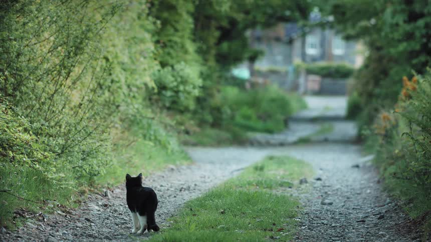 A black and white cat sits gazing down a gravel alleyway lined with lush greenery before deciding to get up and walk away