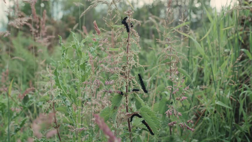 Black caterpillars crawl on wild nettle plant in a lush green field