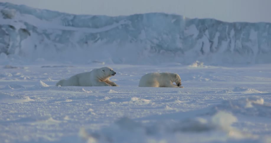 Two polar bears are resting on the ice near some hills