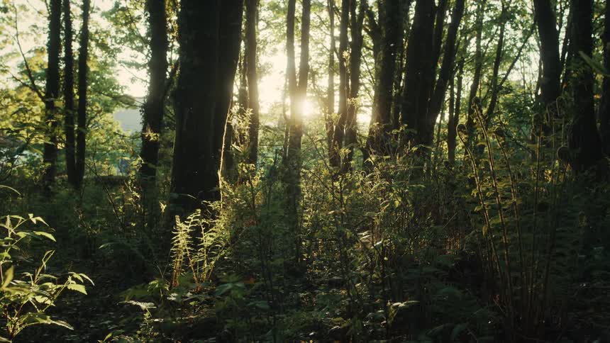 Reflection of the sun in a dense forest