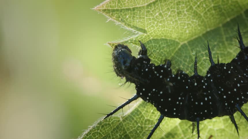 Peacock caterpillar with white spots eating a green leaf