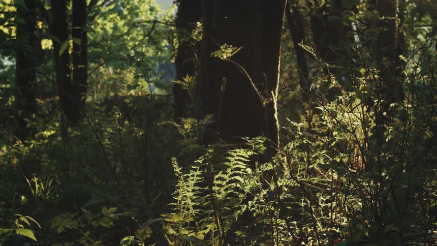Sunlight filters through dense forest foliage highlighting green ferns on the forest floor