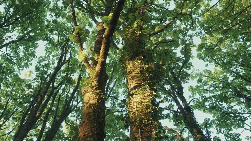 Tall trees with dense green foliage are seen from below in a sunlit forest