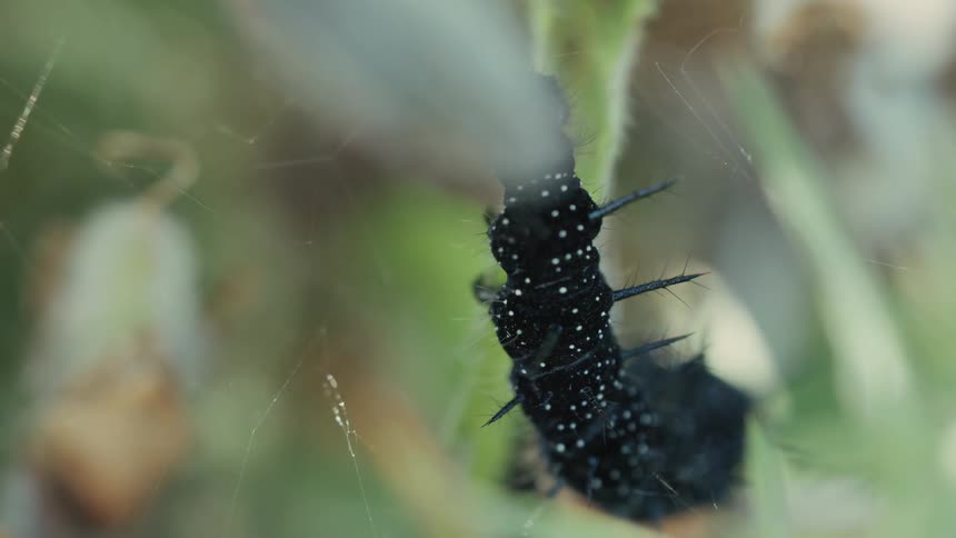 Small black peacock butterfly caterpiller with white pigments walking on a greenish stem