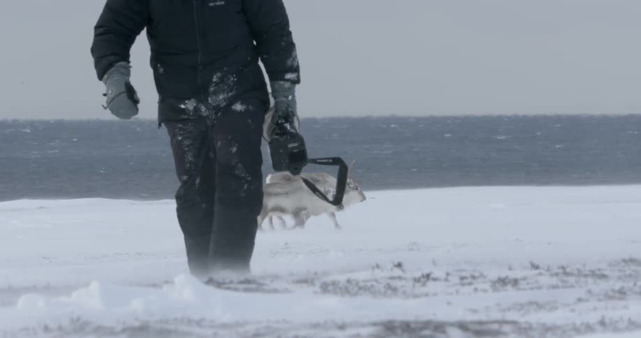 A man walks carrying a camera as reindeer walk behind