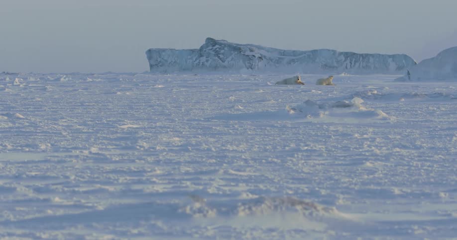 Polar bears lay in the snowy wilderness